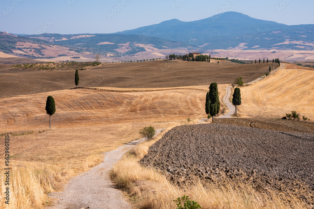 Obraz premium Picturesque countryside road with cypress among yellow summer fields in Tuscany, Italy