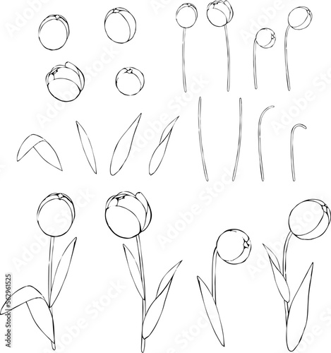 ペンで描いたチューリップのパーツ