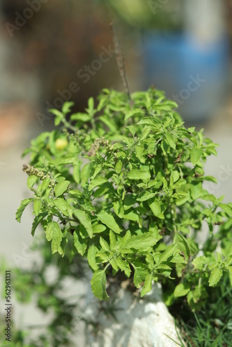 Tulsi or Holy basil tree in garden outdoor on sunny day black background. Tulsi is used in ayurvedic medicine.