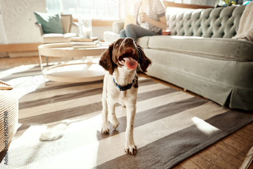 Photography Dog, house pet and cute animal on a carpet in a living room, apartment or home with love and care
