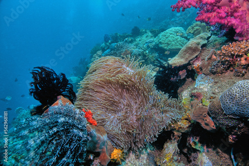 Fototapeta Naklejka Na Ścianę i Meble -  Coral reef South Pacific, Sulawesi