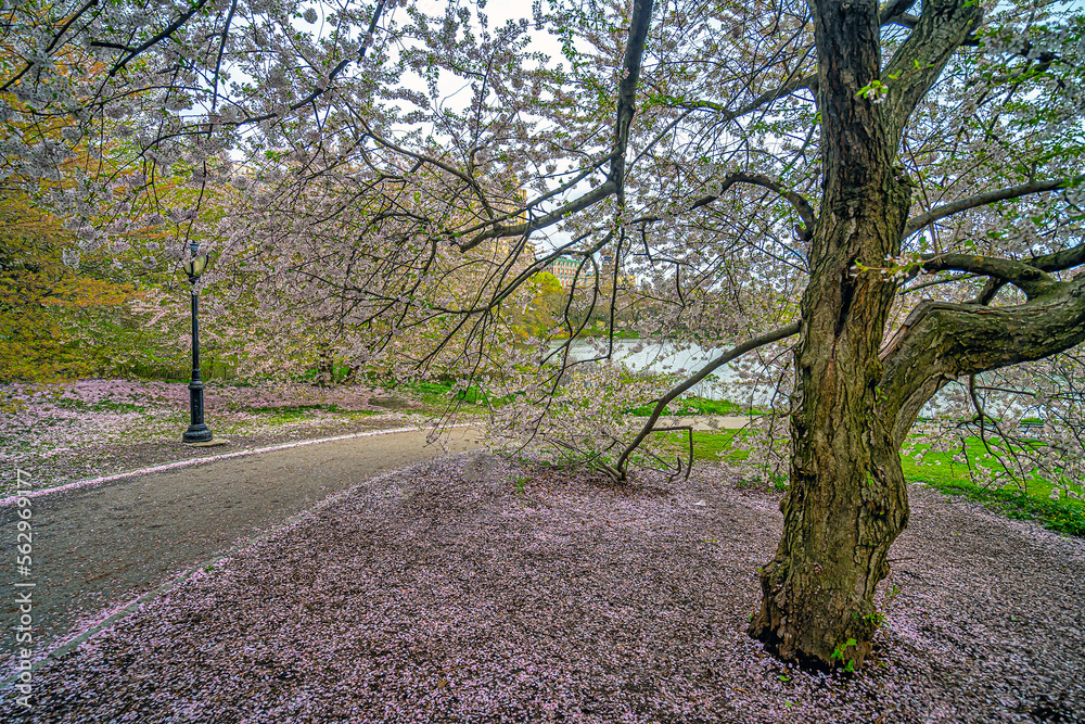 Obraz premium Central Park in spring