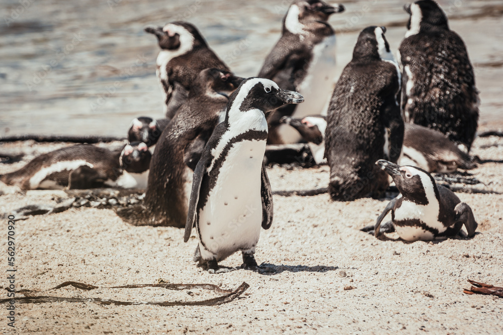 Naklejka premium Penguin on the beach, Betty's Bay, near Cape Town, South Africa