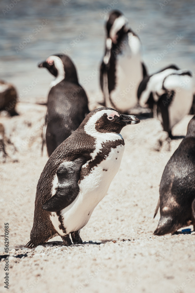 Naklejka premium Penguin on the beach, Betty's Bay, near Cape Town, South Africa