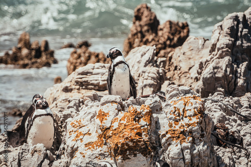 Penguin on the beach, Betty's Bay, near Cape Town, South Africa photo