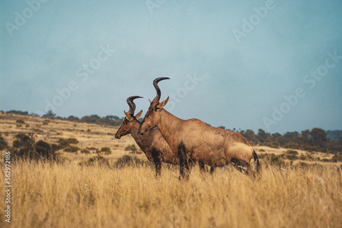 South Africa, Addo Elephant National Park, antelope walking through the bush, landscape with sky