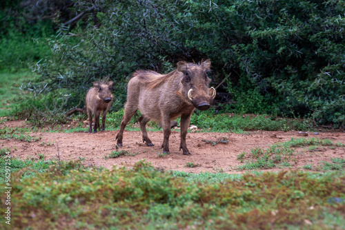 WARTHOG FAMILY walking through the bush, South Africa, Addo Elephant National Park