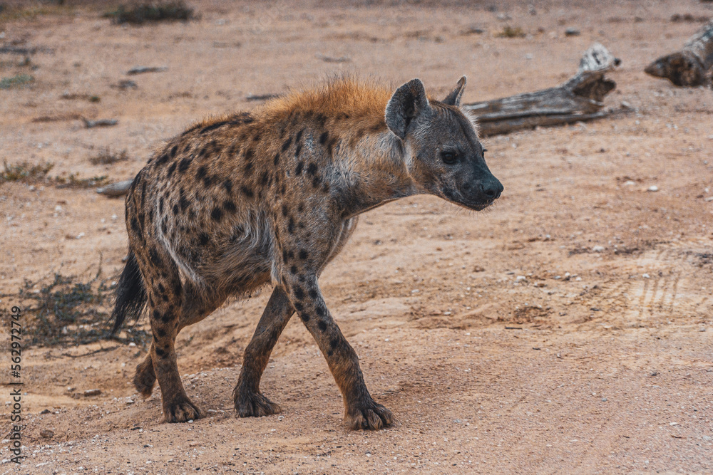 HYENA walking through the bush, South Africa, Addo Elephant National Park HYENA walking through the bush, South Africa, Addo Elephant National Park