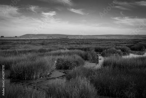 swamp south africa, western cape 