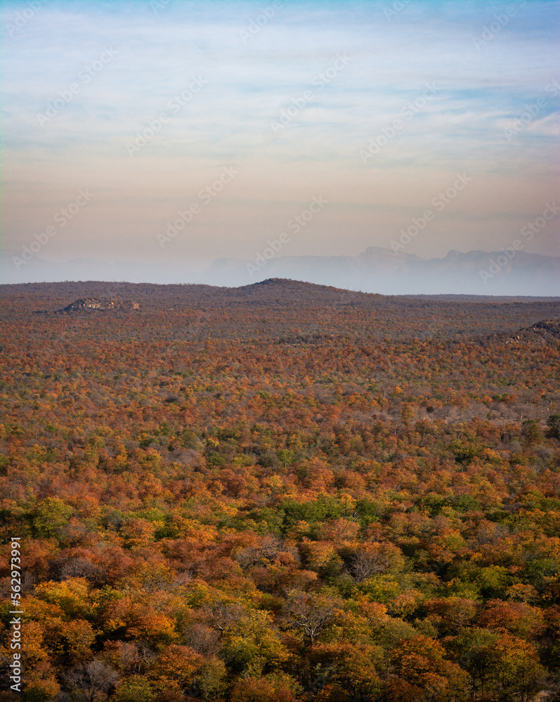 South Africa, Bush, Wildlife, Landscape