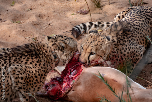 Cheetah eating pray (Springbock) in South Africa