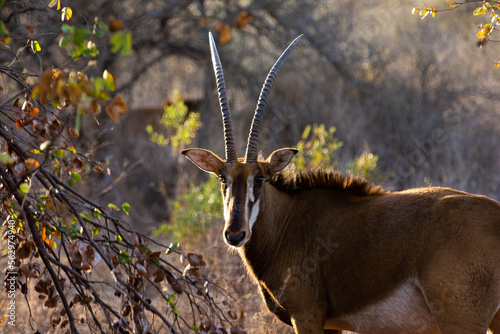 Antelope walking in the South African bush  National Park  sunst 