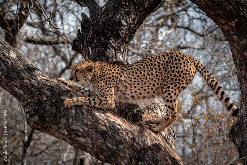 Cheetah in a tree  South Africa  National Park