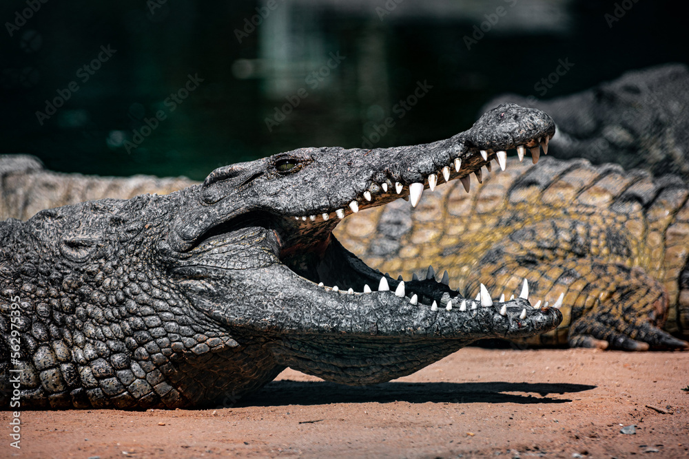 Obraz premium South Africa, Crocodile, Wildlife.