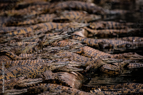 South Africa, Crocodile, Wildlife.