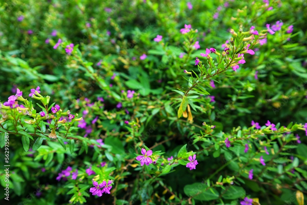 close-up Cuphea hyssopifolia in the garden