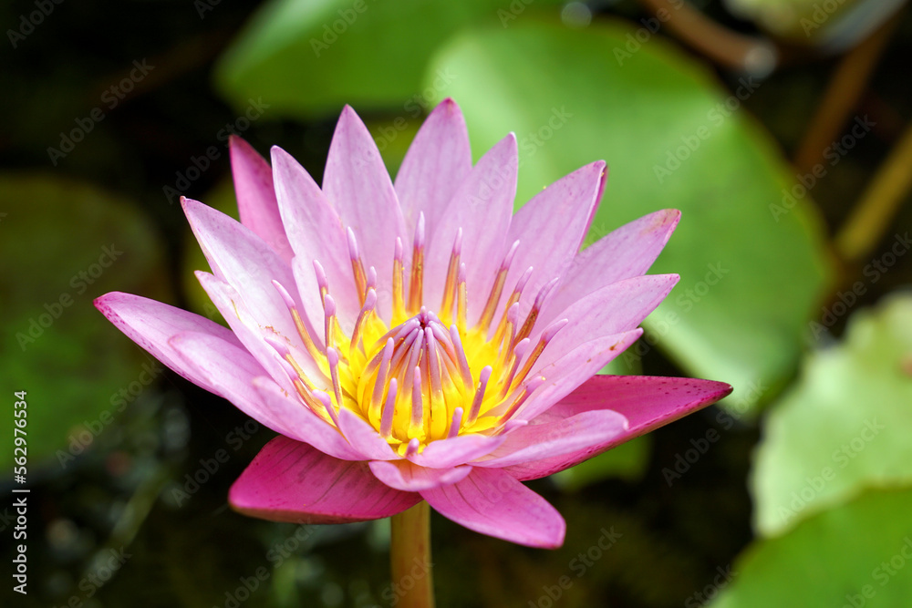 pink lotus flower In the lotus basin planted to decorate the place, flower garden, house.soft and selective focus. pink lotus flower In the lotus basin planted to decorate the place, flower garden, house.soft and selective focus.