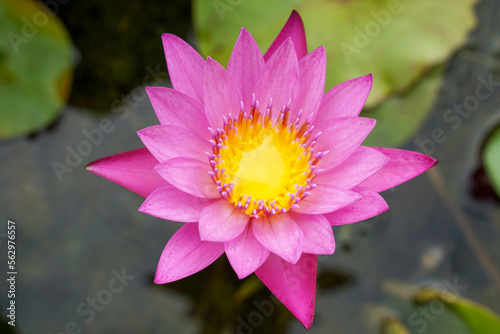 pink lotus flower In the lotus basin planted to decorate the place, flower garden, house.soft and selective focus. 