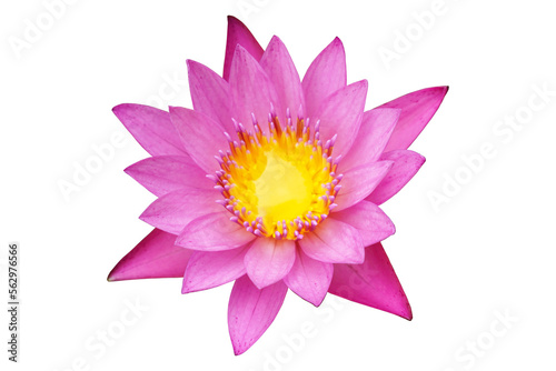 isolated pink lotus blossom on a white background  with clipping path.