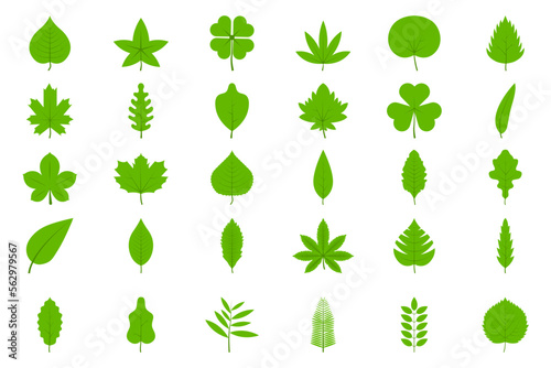 set of Green tree leaves. Leaves of oak , aspen, linden, maple, chestnut, clover, and plants.