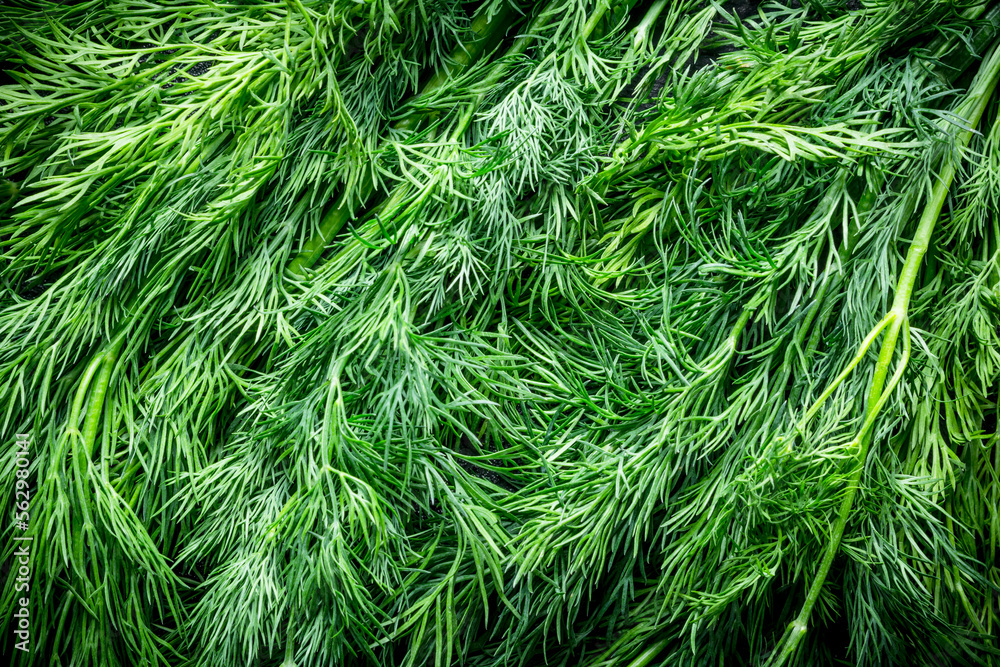 Green fresh dill. Green fresh dill.