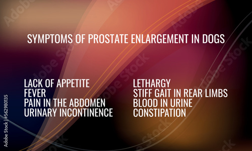 Symptoms of Prostate Enlargement in Dogs.  Vector illustration for medical journal or brochure. 