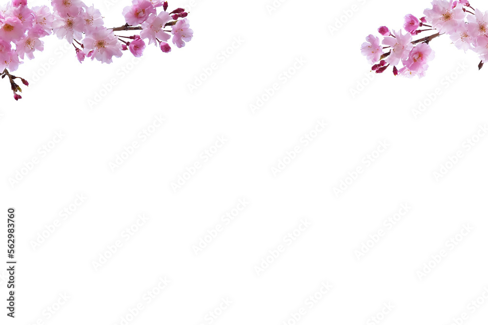 春の桜　ピンクの花びらのフレーム素材　ホワイトバック