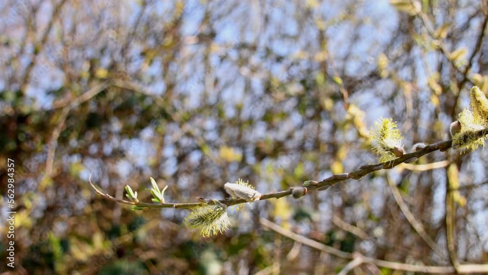 crack willow blossom in spring in Germany with panning and zoom crack willow blossom in spring in Germany with panning and zoom