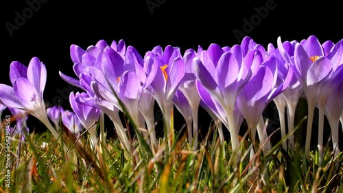  Crocus, flowers of spring in Germany with zoom