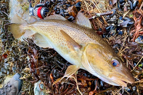 Freshly caught Cod in Norway