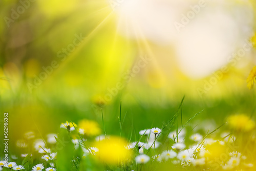 Macro photography of the flowering field of daisies and dandelions in spring.