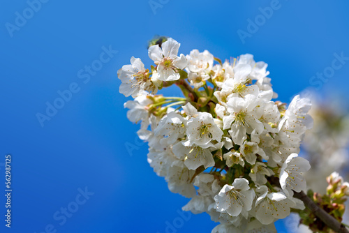 White cherry flowers isolated on blur sky background.