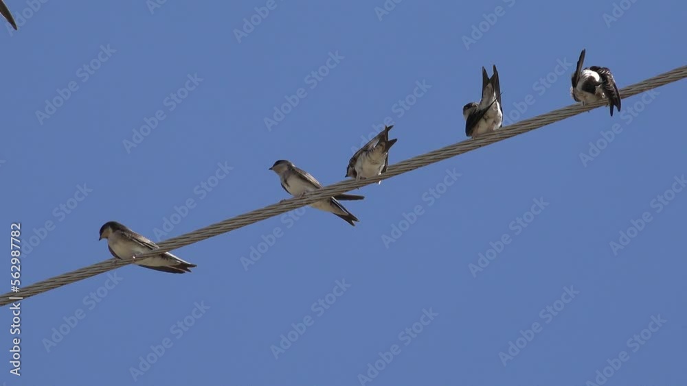 Birds, Flock Swallows Flying, Crowd of Birds on Electric Wires, Black Bird in Blue Sky, Natural Environment Birds, Flock Swallows Flying, Crowd of Birds on Electric Wires, Black Bird in Blue Sky, Natural Environment