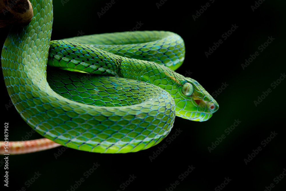 Fototapeta premium A male Hagen's pit viper Trimeresurus (parias) hageni on attacking steady position with bokeh background 