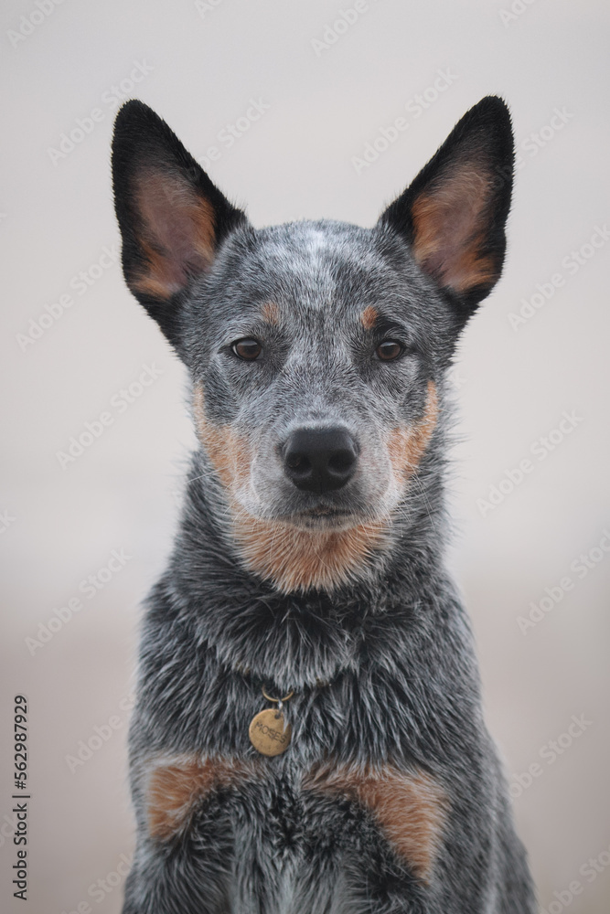 Blue heeler puppy portrait