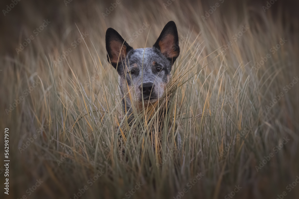 Blue heeler puppy portrait