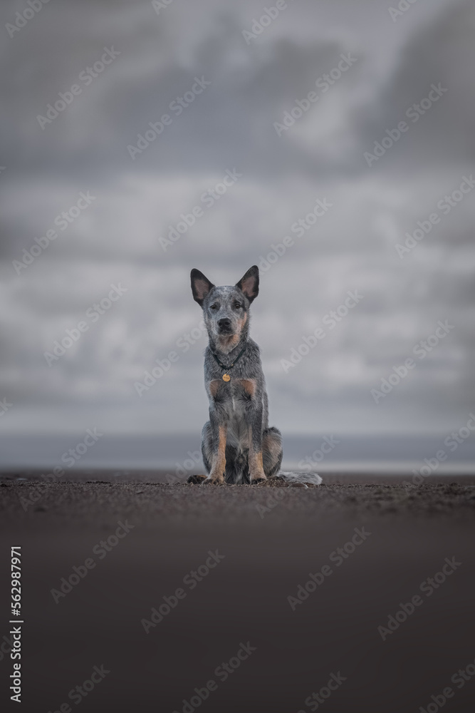 Blue heeler puppy portrait