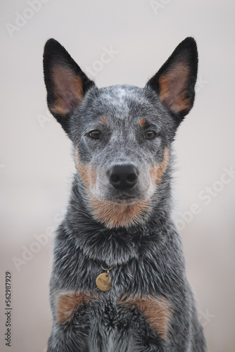 Obraz na płótnie Blue heeler puppy portrait w salonie