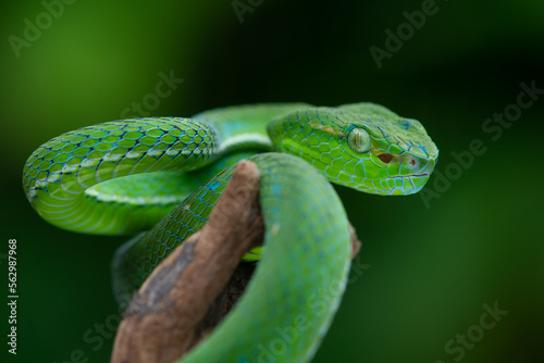 A male Hagen's pit viper Trimeresurus (parias) hageni on attacking steady position with bokeh background 