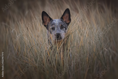 Obraz na płótnie Blue heeler puppy portrait w salonie