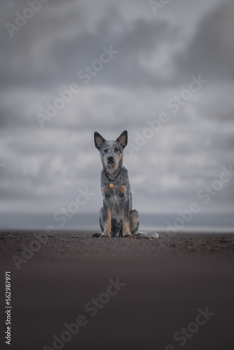 Obraz na płótnie Blue heeler puppy portrait w salonie