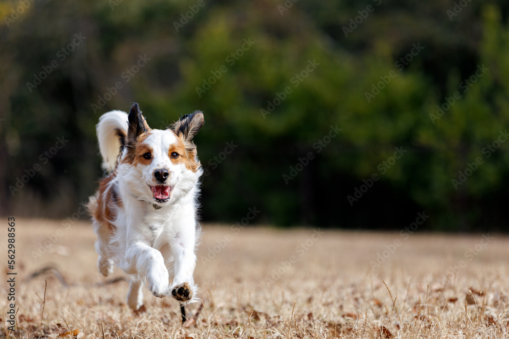 Happy purebred dog kooiker running towards the camera.