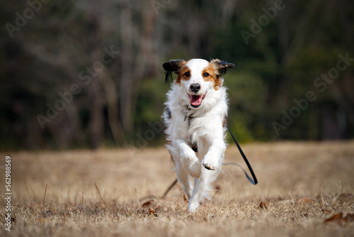 Happy purebred dog kooiker running towards the camera.