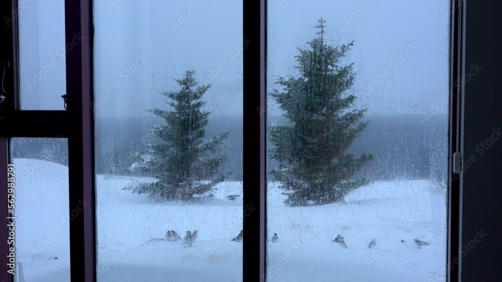 Birds finds food in windy snowstorm, view through window. Stable medium shot Birds finds food in windy snowstorm, view through window. Stable medium shot