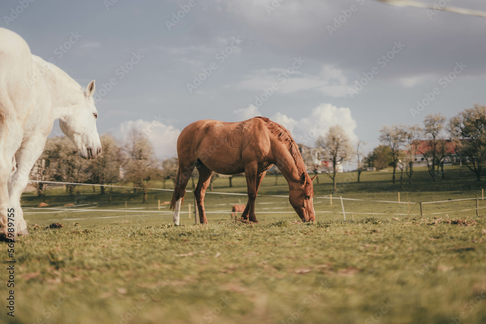 Obraz premium horses in the field