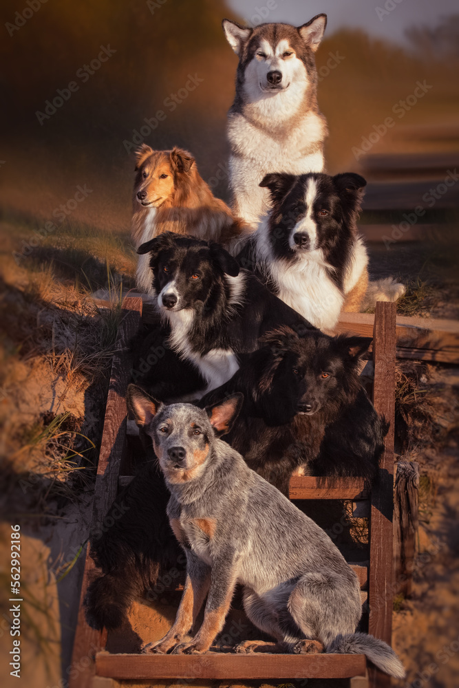 Five different beautiful dogs on the stairs