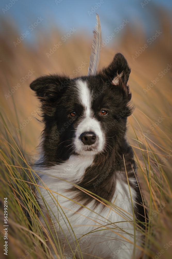 Border collie beautiful dog portrait