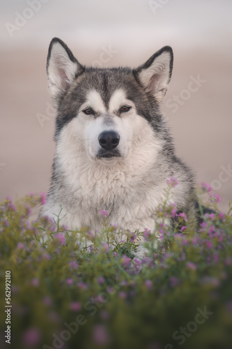 Alaskan Malamute beautiful dog portrait