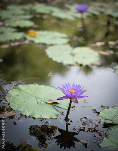 Blue lotus in water. Water lily. Ambal flower in water photo