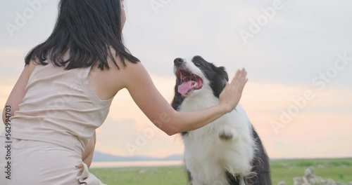 Cute black and white border collie dog touch owner hand by paw, give high five to woman. Attractive young asian female animal trainer play with her smart cheerful pet with sunset in park. Slow motion.